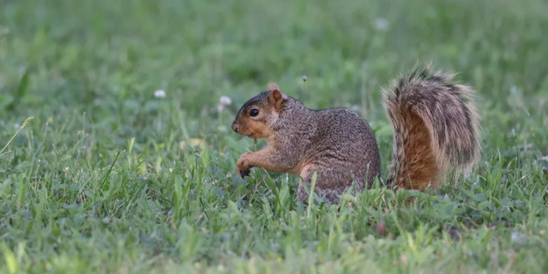 Don’t forget ... it’s time to hunt some squirrels
